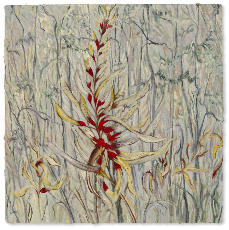 Coral Bean by Jane Abrams